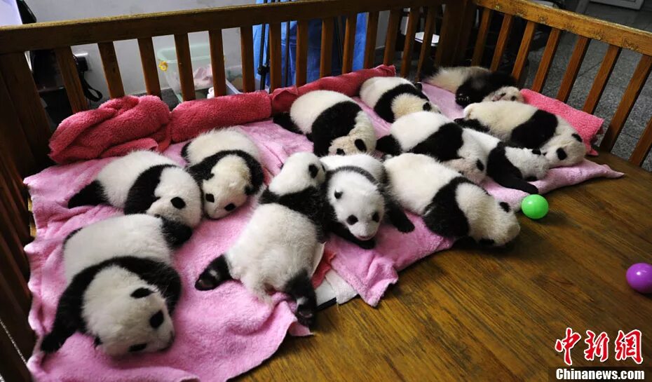 Родившийся детеныш панды. Новорожденный Панда. Новорожденные панды. Рождение панды. Панда с детёнышем.