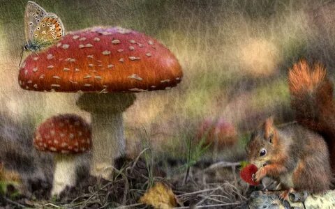 Какие животные едят мухоморы