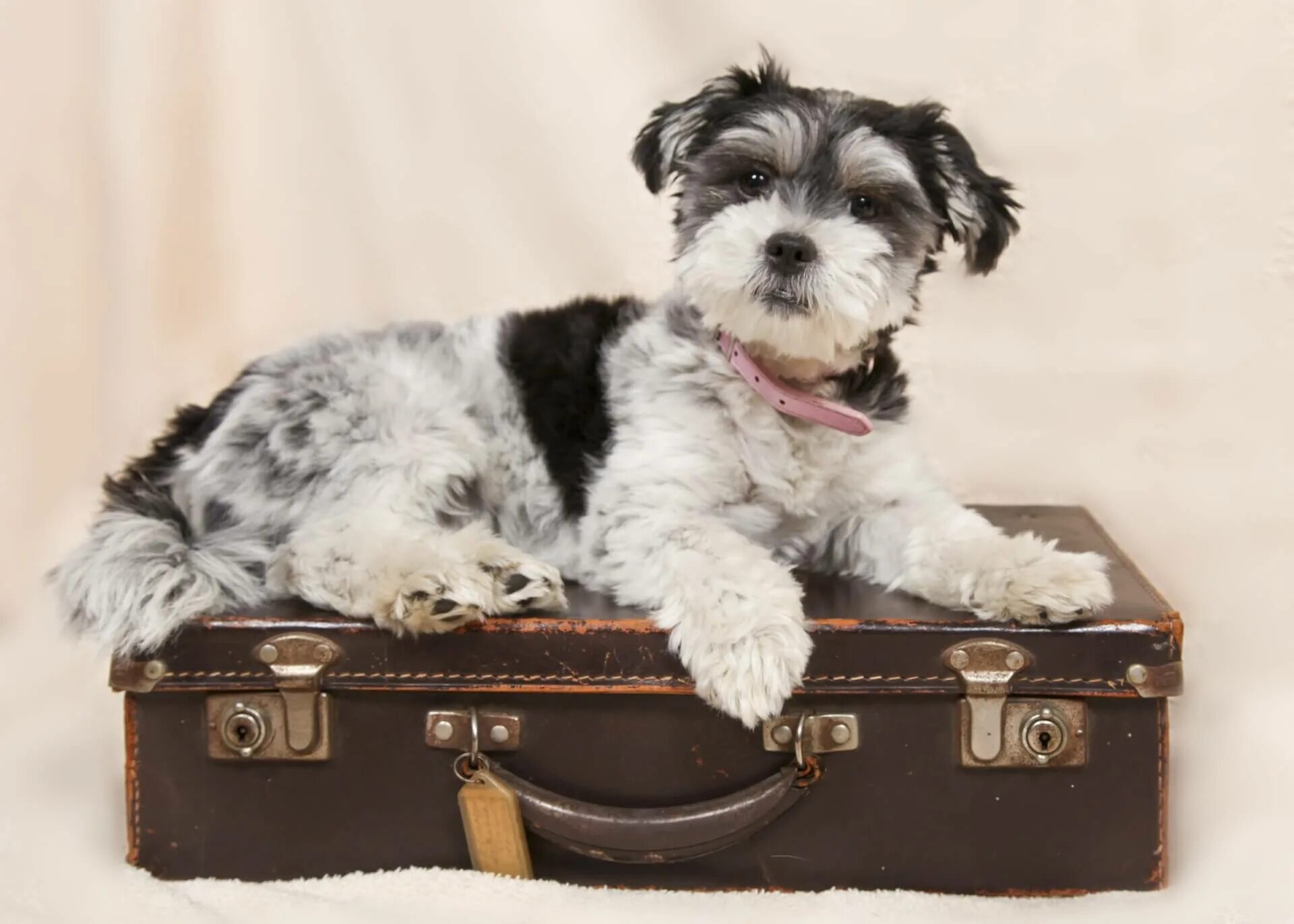Собака с чемоданом. Щенки в чемодане. Фотосессия с чемоданом и собакой. Собака с кейсом. Pet travel