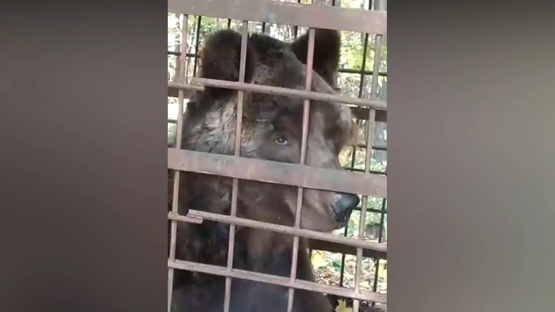 Проголодавшегося медведя запрут бывало