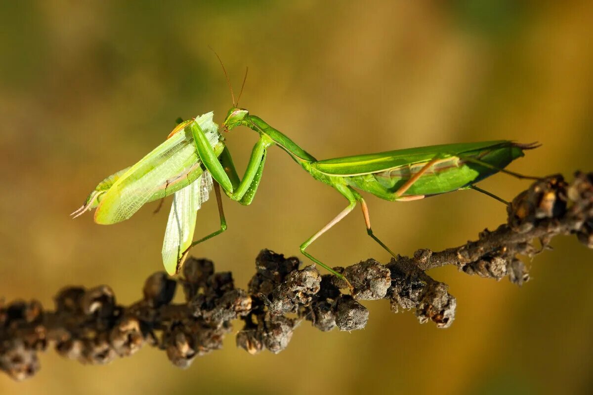Богомола съедает самца после спаривания. Богомол Mantis religiosa самка. Богомол обыкновенный. Самка богомола насекомое. Самка богомола насекомое съедает самца.