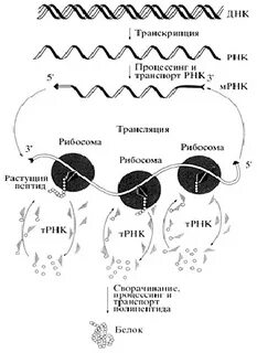 Этапы процессинга мрнк
