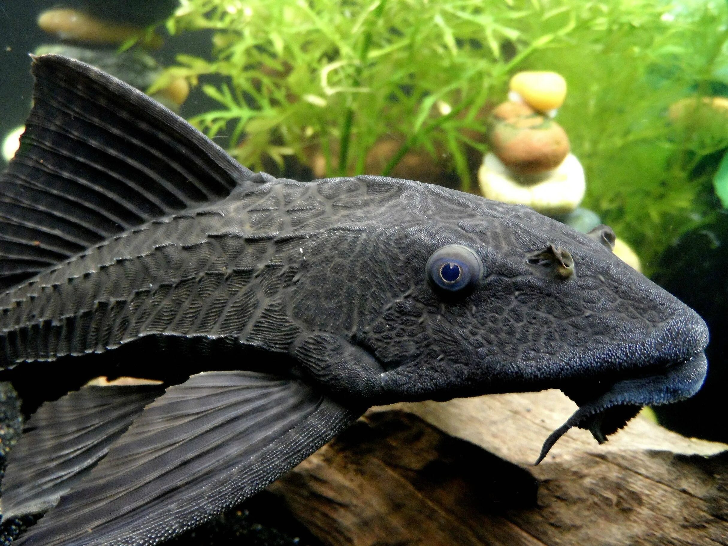 Бывает черная рыба. Плекостомус рыбка аквариумная. Сом Плекостомус. Сом Плекостомус аквариумная рыбка. Сомик Плекостомус.