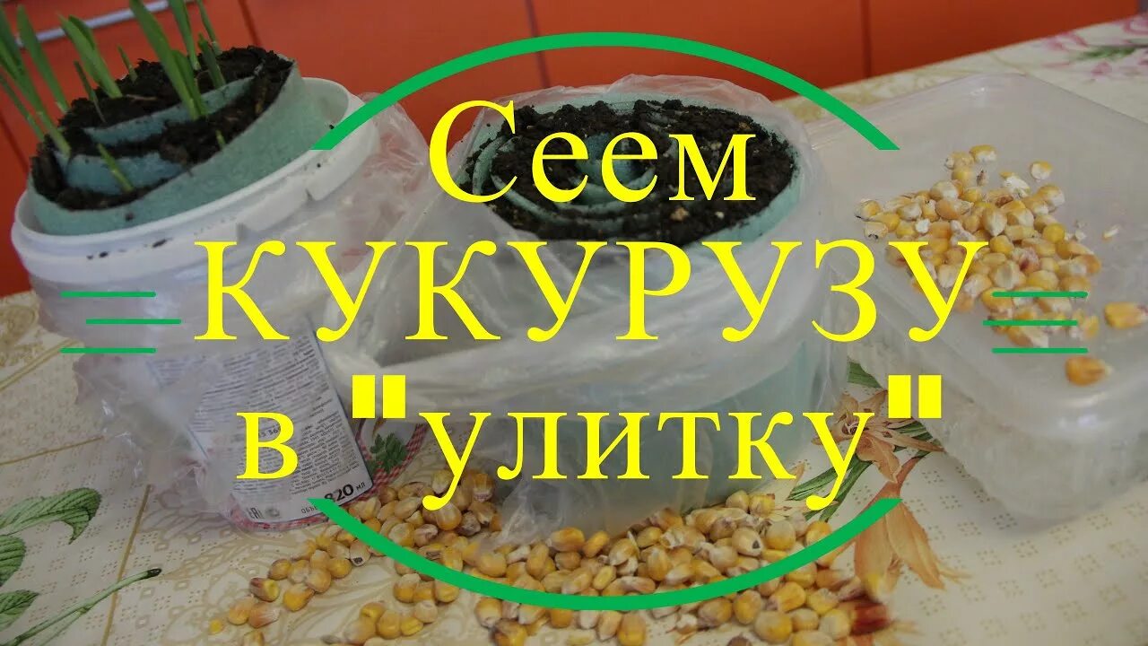 Лук из семян в улитке. Рассада кукурузы в улитке. Посадка рассады в улитку. Посев семян в улитку. Проращивание семян в улитке.