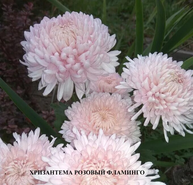 Хризантема розовый фламинго. Хризантема корейская фламинго. розовый фламинго хризантема китайская. хризантема фламинго описание.