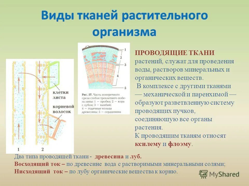 основное вещество цитоплазмы — органическое вещество. функция цитоплазмы бактериальной клетки 5 класс. цитоплазма это раствор минеральных. цитоплазма клетки строение и функции. цитоплазма это раствор минеральных.