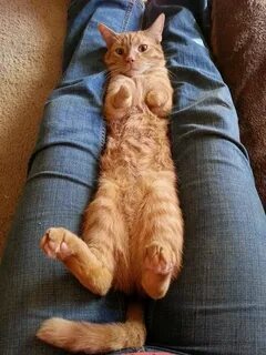 Кот без лап