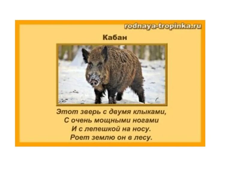 Впадают ли белки в спячку. Медведь и еж впадают в спячку. Кабан впадает в спячку. Животные которые ложатся в спячку. Суслик впадает в спячку зимой.