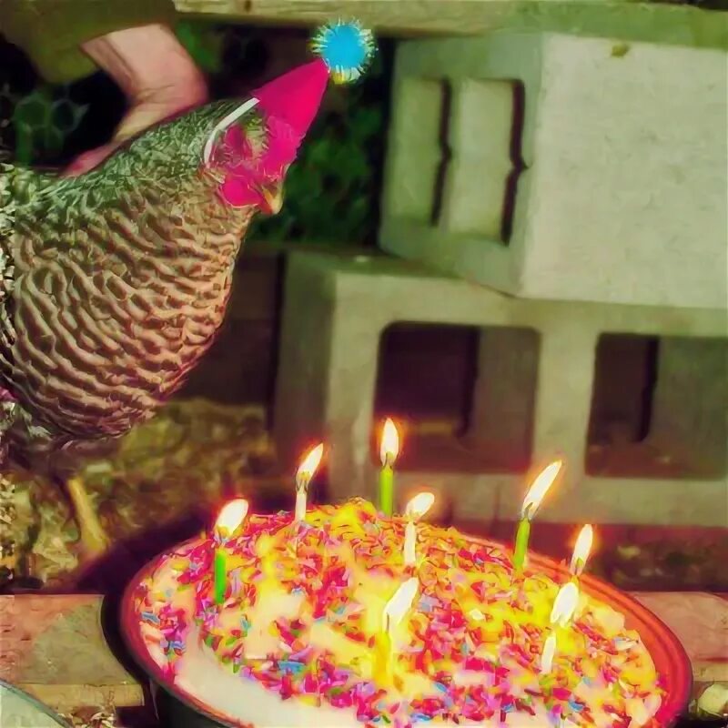 День рождения с курами. С днем рождения кура. С днем рождения Курочка. С днём рождения Курочка наша. Пати куриц.