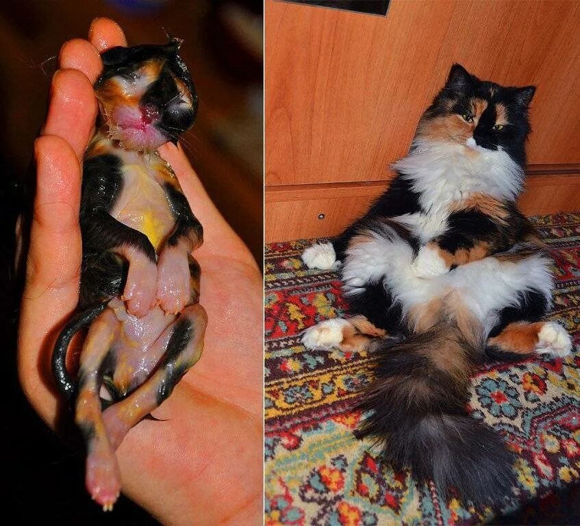 Можно ли завести второй. Кошка до и после рождения котят. Бритая трехцветная кошка.