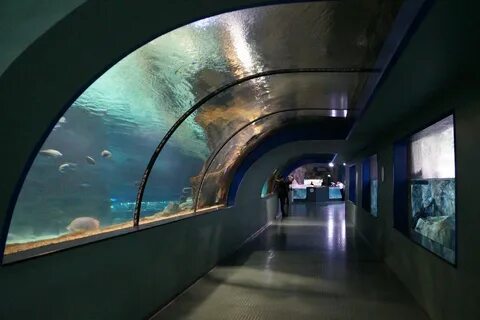 Москвариум касса