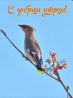 Доброе утро птицы животные