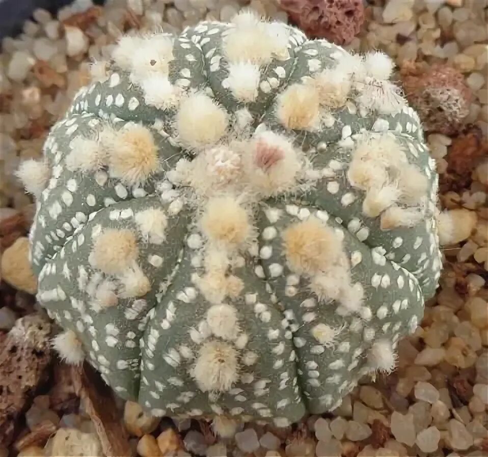 Astrophytum asterias. Астрофитум астериас ханазоно. astrophytum cv.hanazono. астрофитум астериас ханазоно голд. название астрофитумов ханазоно как выглядят, картинка.