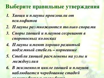 Характеристика плаунов и хвощей 7 класс