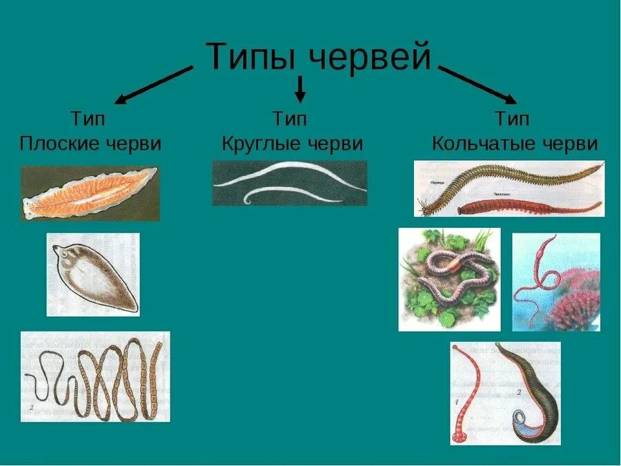 К круглым червям относятся ответ. Тип плоские круглые кольчатые черви. Типы плоские черви круглые черви кольчатые черви. Тип плоские черви. Тип круглые черви. Круглые черви и кольчатые черви.