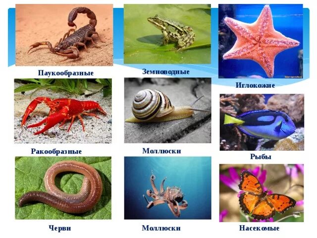 Пресмыкающиеся позвоночные или беспозвоночные. Эволюция кровеносной системы хордовых таблица. Млекопитающие и пресмыкающиеся и земноводные. Земноводные пресмыкающиеся млекопитающие птицы рыбы насекомые. Земноводные пресмыкающиеся птицы.