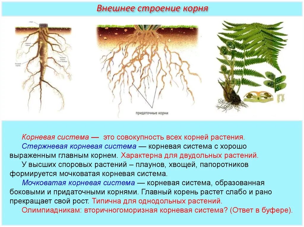 У каких растений есть корень. Строение . Функции . Типы корневых систем. Строение корня папоротника. Строение корневой системы папоротников.