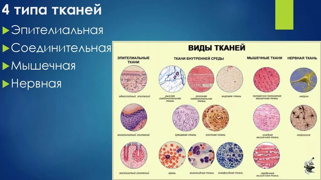 Таблица типы тканей эпителиальная соединительная мышечная нервная. Ткани животных эпителиальная соединительная мышечная нервная. Функции тканей эпителиальной соединительной мышечной нервной. Таблица эпителиальная ткань соединительная ткань мышечная ткань.