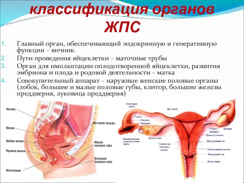 Женская полу область. Воспалительные заболевания женских. Женская половая/система анатомия наружная строение. Строение женской вагины. Женский таз сагиттальный разрез анатомия.