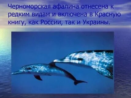 Животный мир черноморского побережья