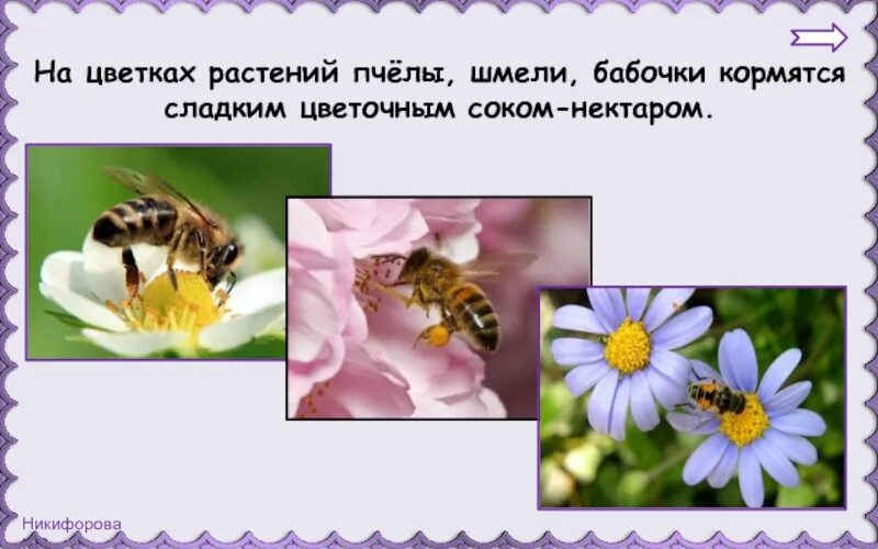 Луг царство цветов и насекомых тест