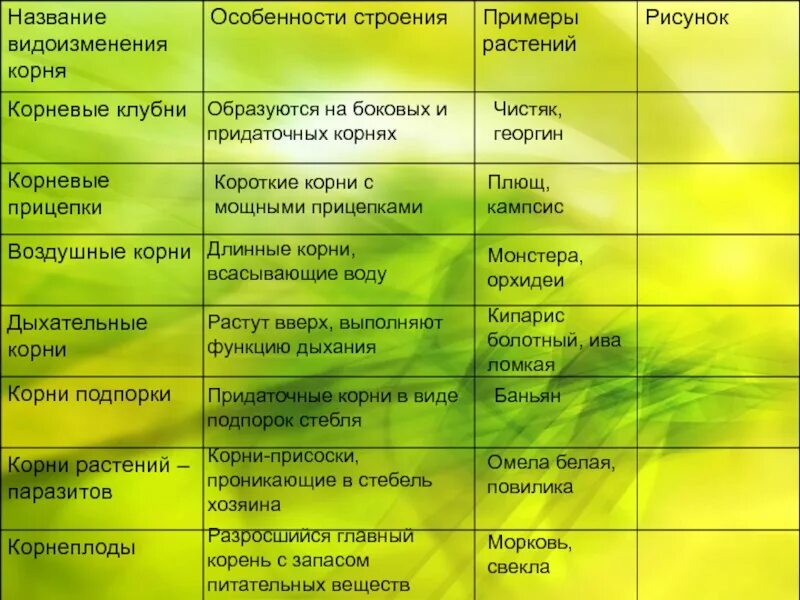 Корень функции биология: найдено 89 изображений