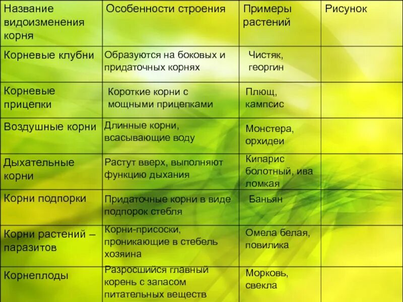 Что относится к видоизмененным корням биология 6