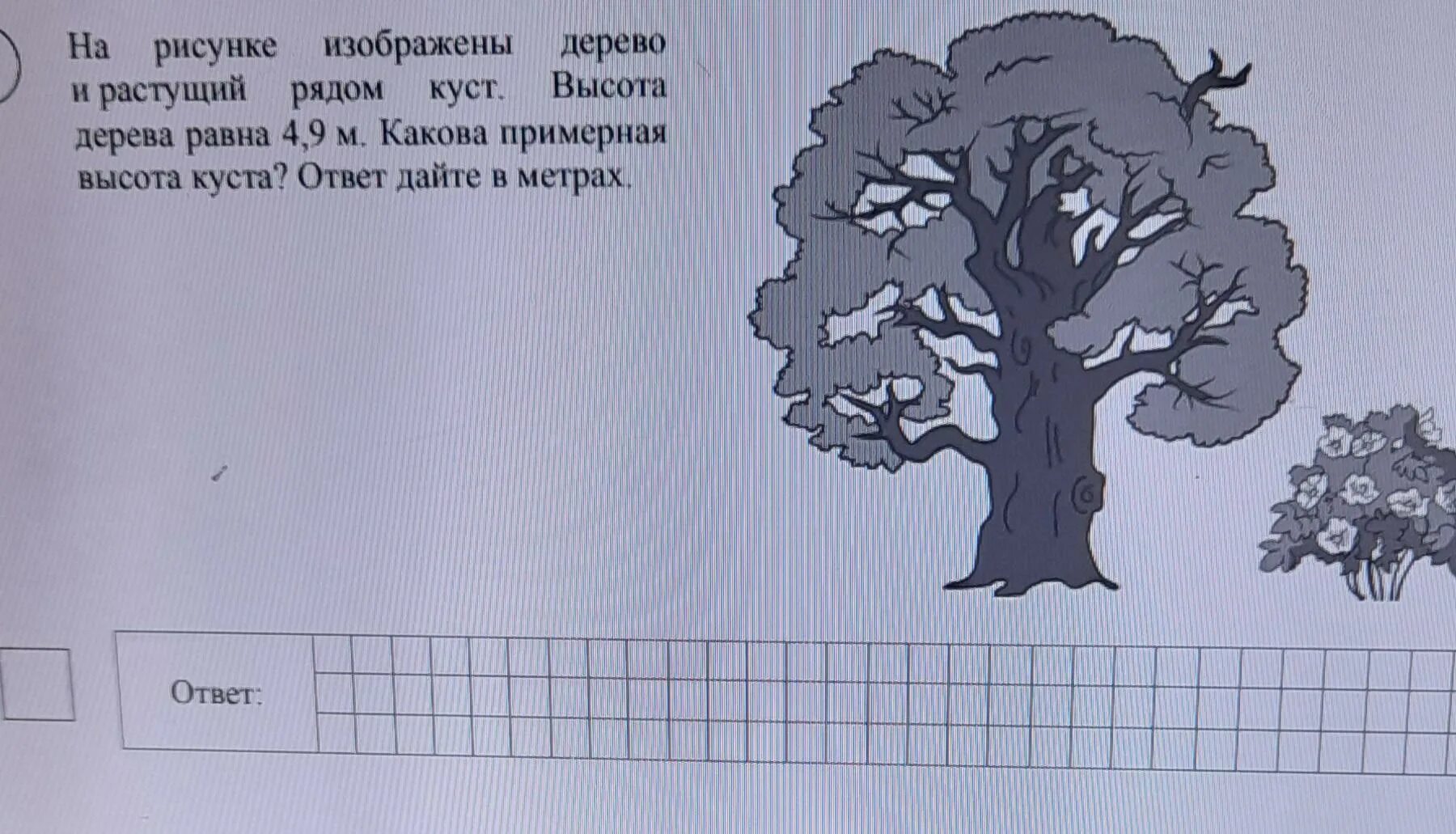 На рисунке изображены облепиха и дуб. На рисунке изображён д. Какова примерная высота дерева. На рисунке изображены дерево и растущий рядом куст. На рисунке изображено дерево.