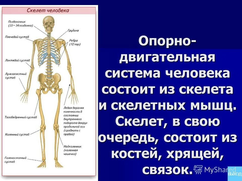 Скелет состоит из хрящевой ткани