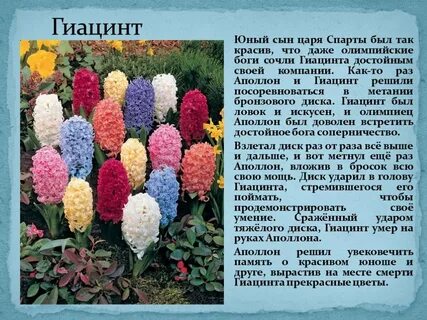 Гиацинт история