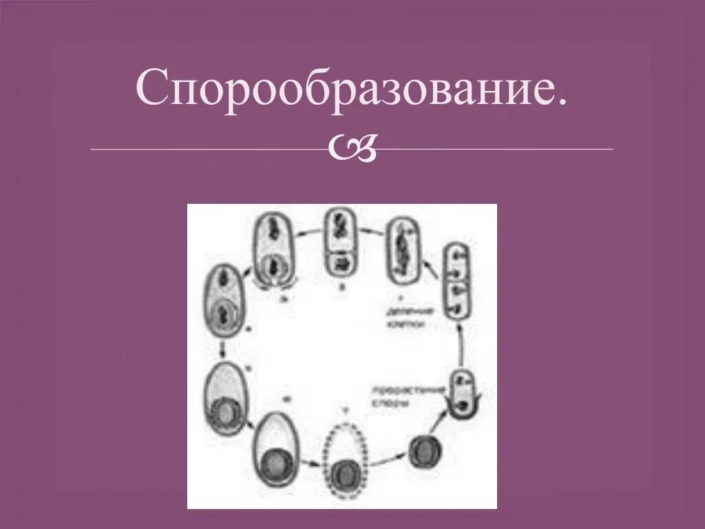 Размножение дрожжей спорами. Схема образования спор у дрожжей. Спорообразование дрожжей. Образование спор у дрожжей.