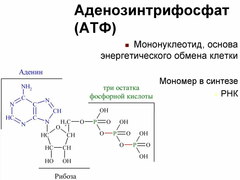 Атф находится. Мононуклеотид АТФ. Мононуклеотиды биохимия. Строение мономера АТФ. Нуклеиновые кислоты АТФ.