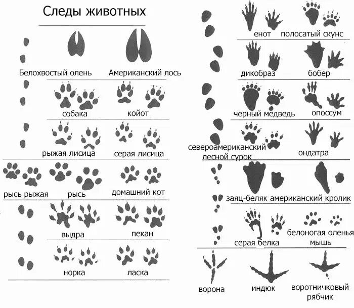 Включи следы. Следы животных в Вологодской области. Следы животных таблица. Справочник следов животных. Изучение следов зверей.