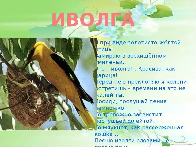 Спой мне иволга песню пустынную текст. Иволга поет над родником. Иволга в малиннике. Спой мне иволга. Спеть песню иволга.