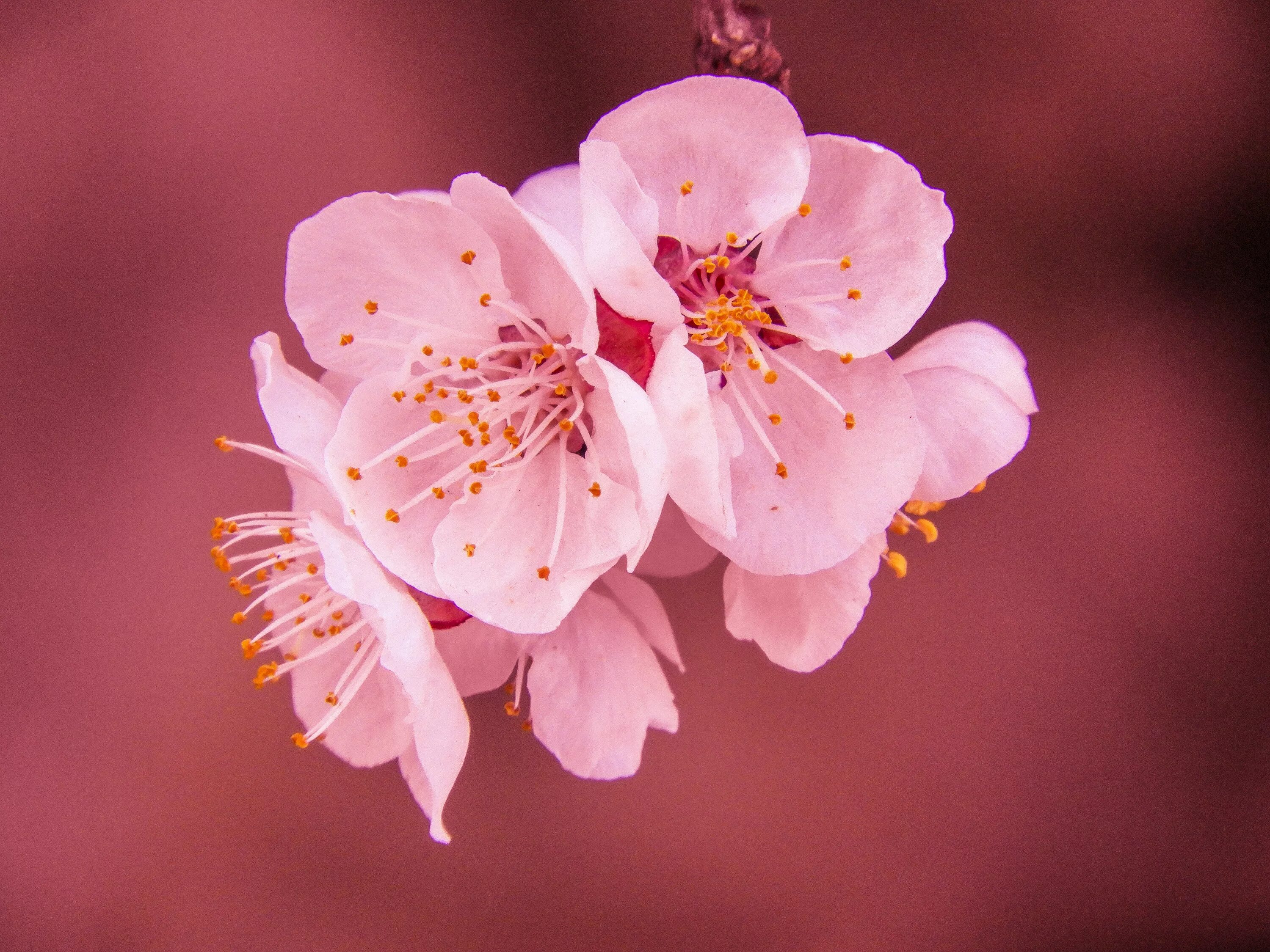 Сакура черри блоссом. Черри блоссом цветок. Черри блоссом цветет. Cherry Blossom цветы.