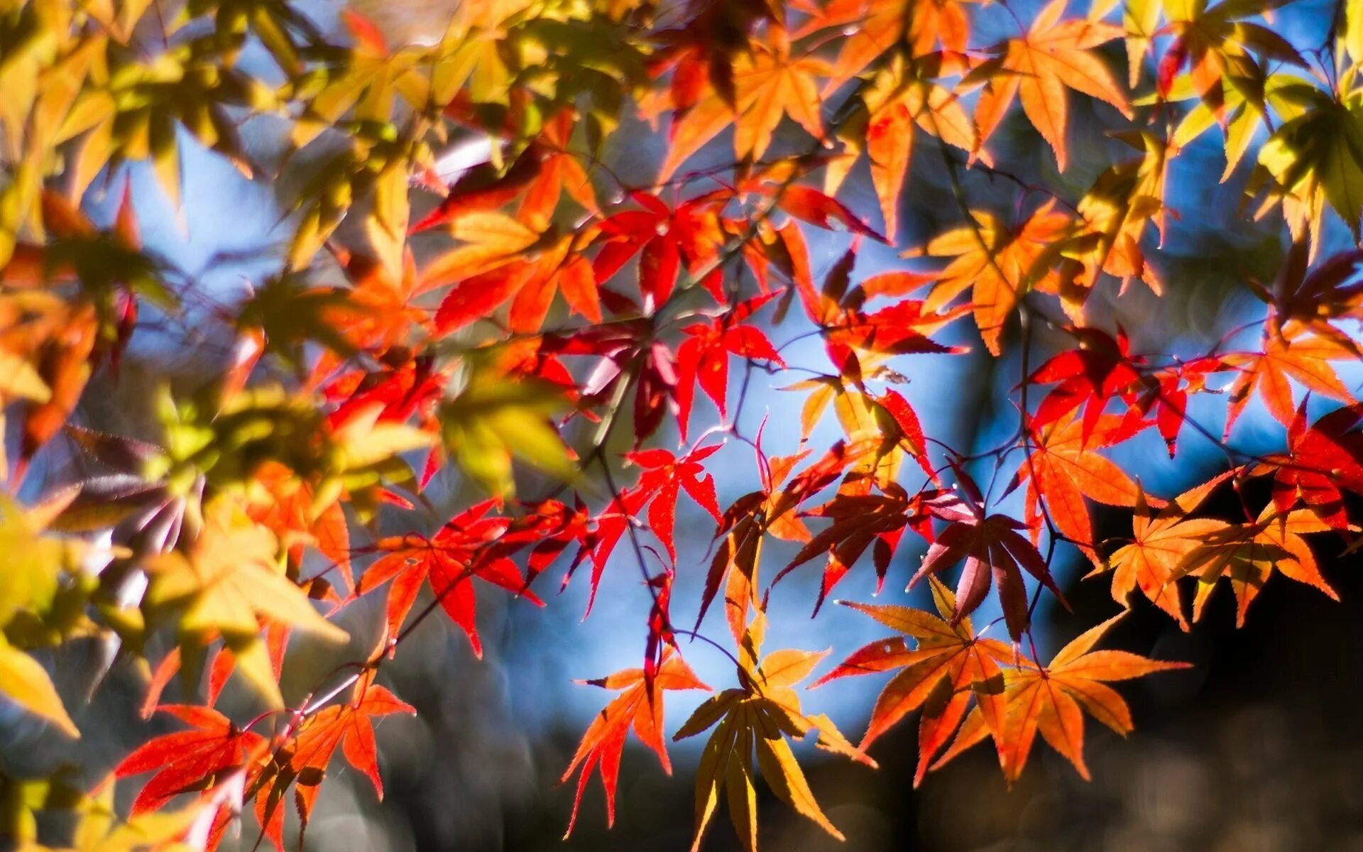 Лист осени фото. Клен красный autumn Radiance. Осенние листья. Красивые листья. Осенняя листва.