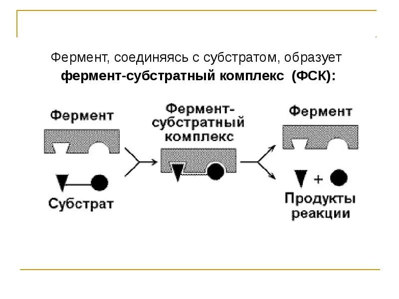 Фермент субстратный комплекс. Строение фермента и субстрата. Схема фермент-субстратного комплекса. Фермент-субстратный комплекс это в биохимии.