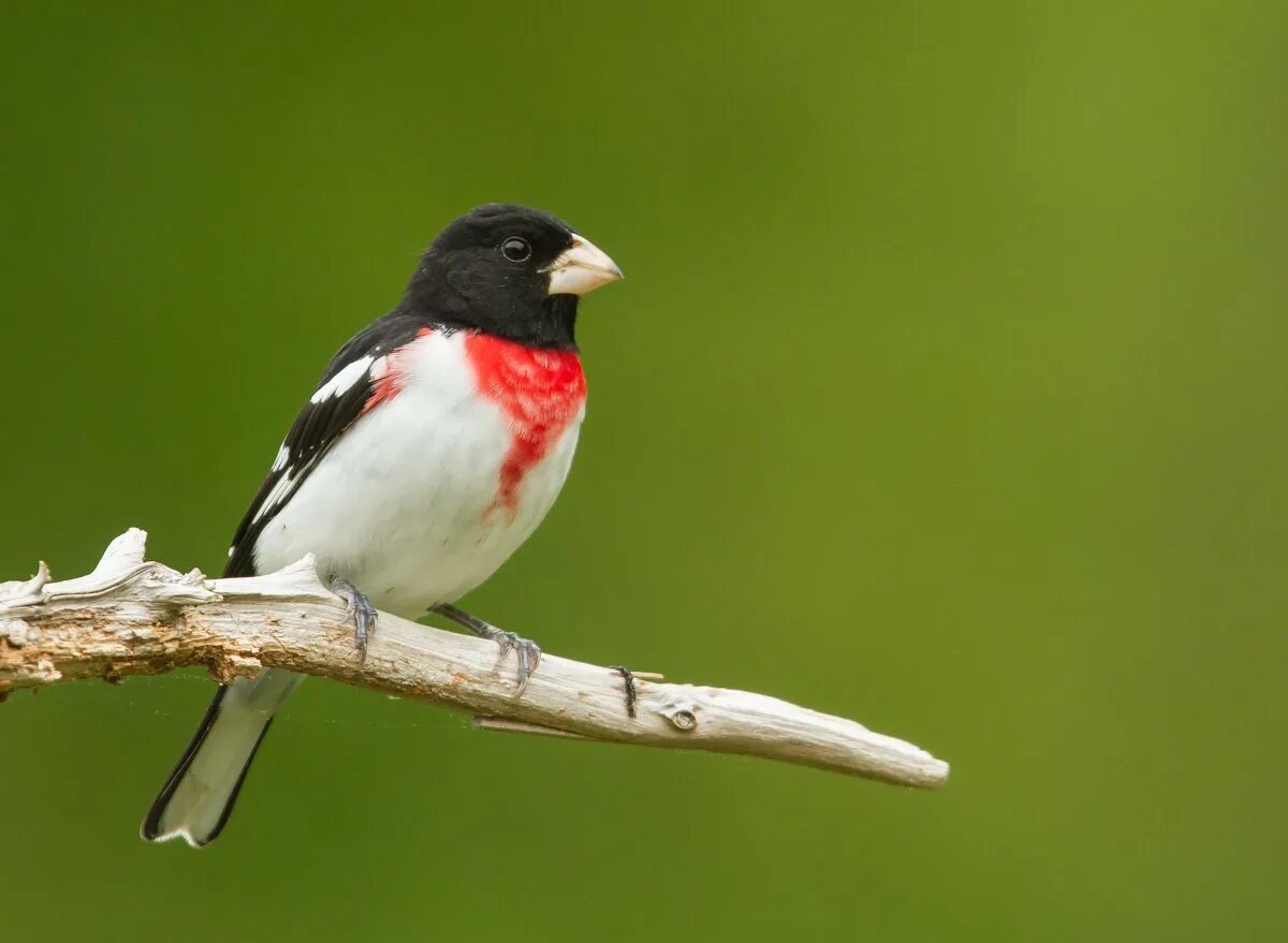 Красная птичка с белой грудкой. Красно- бело-черное птицы. Черно красная птица. Птица с красной шеей.
