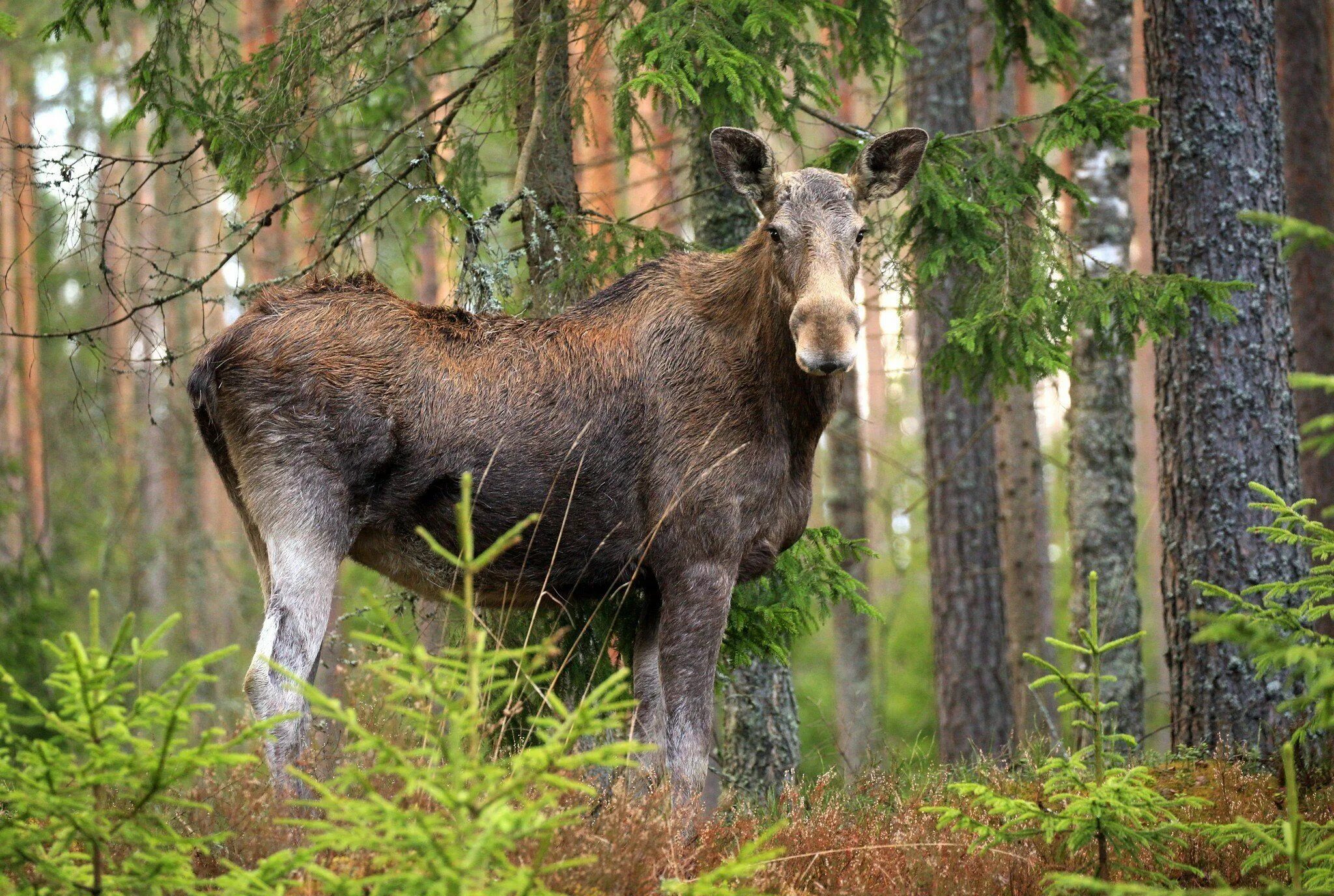 Деревня лоси. Лось и лосиха. Безрогий Лось. Лось alces. Лось с лосенком.