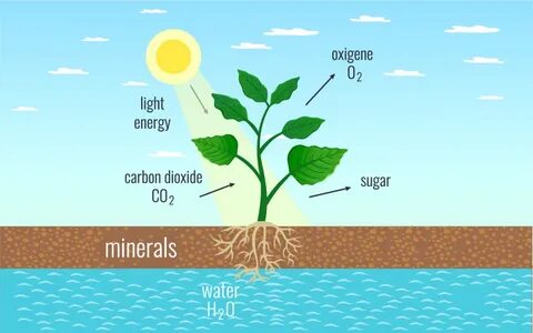 Plant photosynthesis