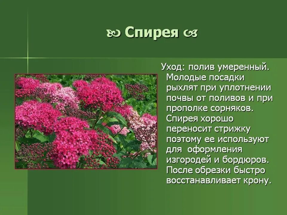 Куст спирея фото и описание