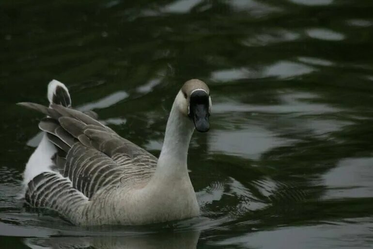 Издай звук утки. Звук утки для охоты. Уточка кря. Утка башкирка. Утка звук.