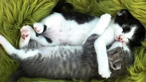 Коты в обнимку