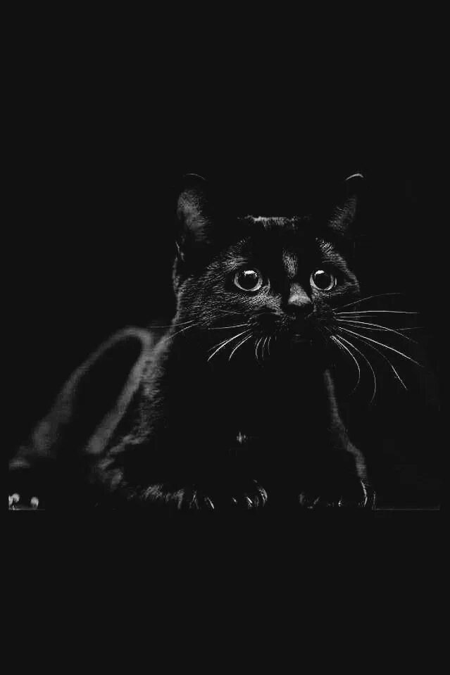 Жизнь черного кота. Жизнь черного кота