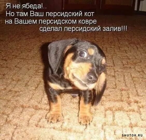 Мем я хотел написать ябеда а написал #ВакансияДня РАБОТА ДЛЯ ЖУРНАЛИСТОВ. Журналист. Зарплата: 50 000 руб. http://www