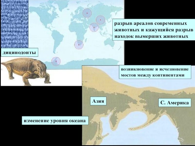 Как можно объяснить обширность территории обитания