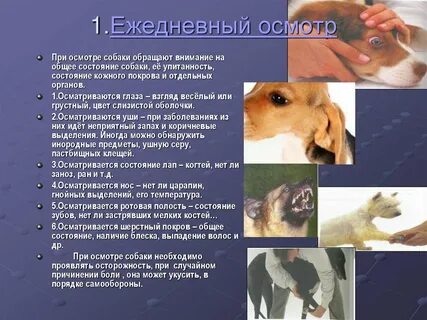 Ежедневный осмотр