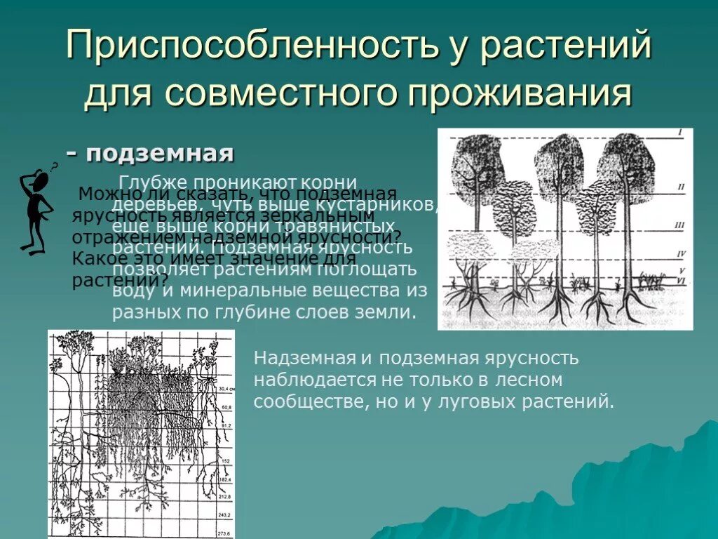 Биология 7 класс параграф структура растительного сообщества. Приспособленность у растений для совместного проживания. Подземная ярусность растений. Взаимосвязи растений в сообществе. Подземная ярусность в растительном.