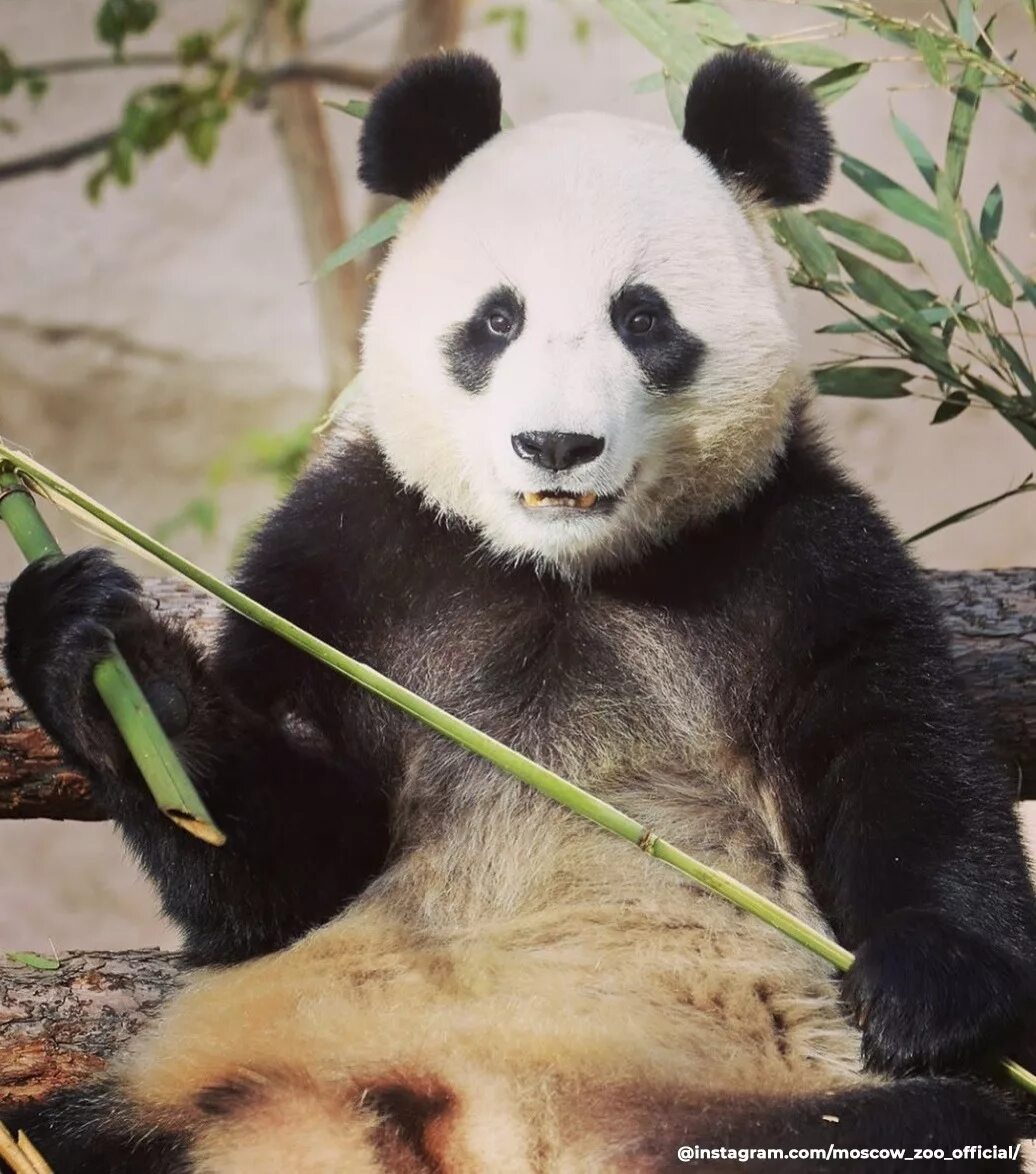 Фауна китая московский зоопарк. Панда жуи. Животные Китая. Китайский мишка Панда. Горная Панда.