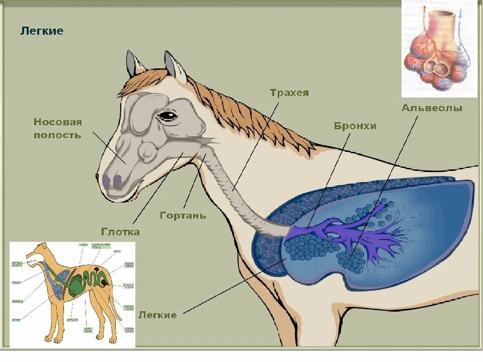 Дыхателные система животных КРС. Строение дыхательной системы животных. Дыхательная система лошади анатомия. Строение дыхательной системы лошади.